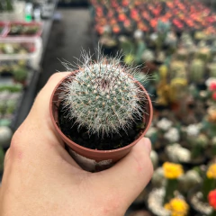 Mammillaria Hahniana pote 06 - comprar online
