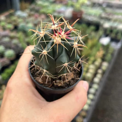 Ferocactus Horridus pote 06 - comprar online