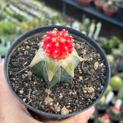 Gymnocalycium Mihanovichii Laranja - BRINDE