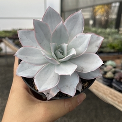 Echeveria Cante pote 11 - comprar online