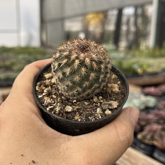Turbinicarpus Yzabelae pote 07 - comprar online