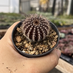 Uebelmannia Pectinifera pote 07 - comprar online