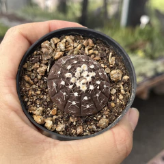 Gymnocalycium Raggonesei pote 7 na internet