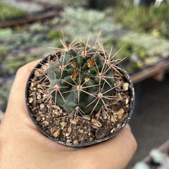 Gymnocalycium Neohuberii pt 07 - comprar online