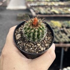 Parodia Mairanana Pote 07 - comprar online