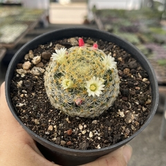 Mammillaria schiedeana pote 11 - comprar online