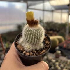 Parodia Scopa marchesi pote 07 - Cactario JD