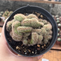 Echinopsis Cristata pote 11 - comprar online