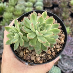 Echeveria Sagita pote 11 - comprar online