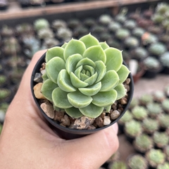 Echeveria Lime n’ Chile pote 07 - comprar online