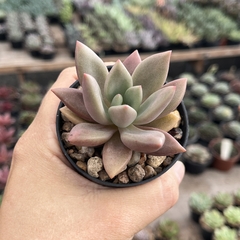 Pachyveria Rosy Crown pote 07 - comprar online