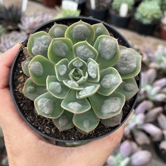 Echeveria Raidrops pote 11 - comprar online