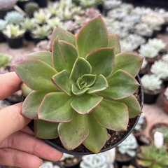 Echeveria "Seiten Botan" pote 11 - comprar online