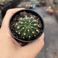 Echinopsis Obrepanda pote 06 na internet