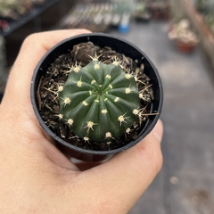 Echinopsis Obrepanda pote 06 - comprar online