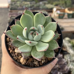 Echeveria Chihuahuensis pote 11 - comprar online