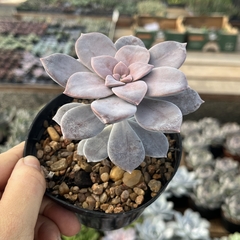 Echeveria Superboom pote 11 - comprar online
