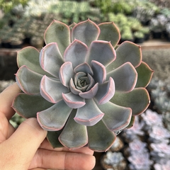 Echeveria Orion pote 11 - comprar online