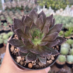 Echeveria Black Prince pote 11 - comprar online