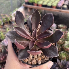 Echeveria Racemosa pote 11 - comprar online