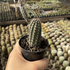 Echinopsis Mirabilis pote 07 - comprar online