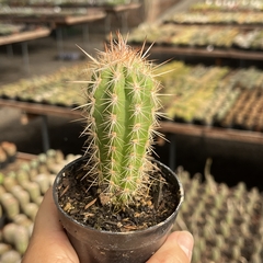 Pilosocereus Zentneri pote 07 - comprar online