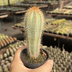 Pilosocereus Pachycladus pote 07 - comprar online