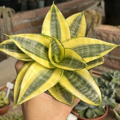 Sansevieria Variegata pote 11 - comprar online