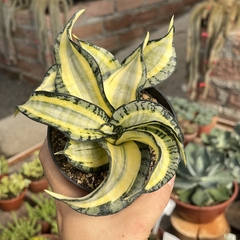 Sansevieria Twister Variegata pote 11 - comprar online