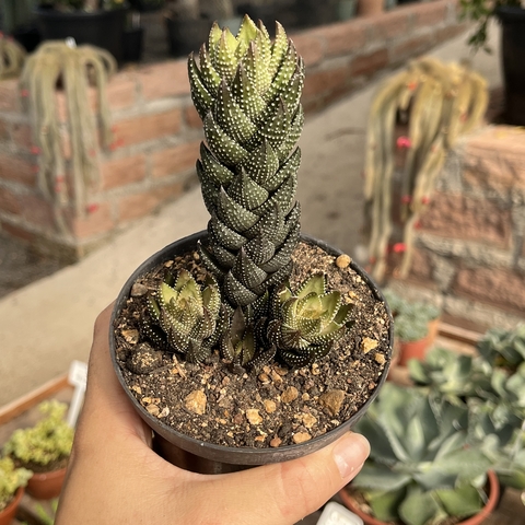 Haworthia Coarctata pote 11 - comprar online
