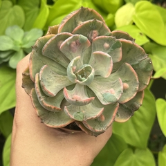 Echeveria Beyonce pote 09 na internet