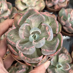 Echeveria Beyonce pote 09 - comprar online