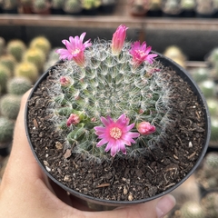 Mammillaria bocasana pote 11 - comprar online