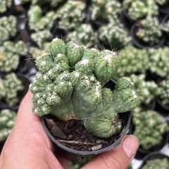 Cereus Wild Crest pote 06 na internet