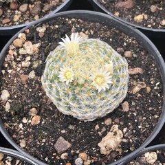 Mammillaria schiedeana pote 11 na internet