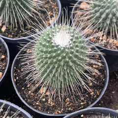 Mammillaria Pico Pote 11 - comprar online