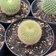 Parodia haselbergii subsp. graessneri pote 11 - comprar online