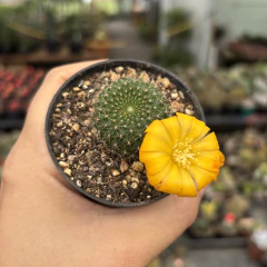 Rebutia Marsonieri pote 07 - comprar online
