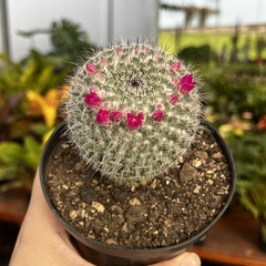Mammillaria Wodsii pote 11