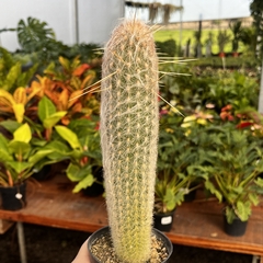 Espostoa Nova Bella Pote 09
