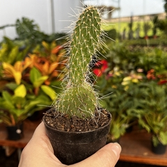 Opuntia Pailana pote 07