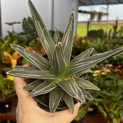 Agave Vitoria Reginae pote 11 na internet