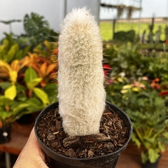Cephalocereus Dybowskii Pote 11