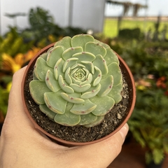 Echeveria Minima pote 11