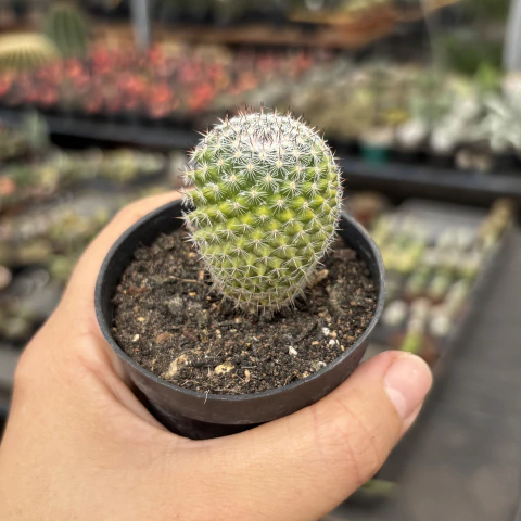 Mammillaria Gemnispina variegata pote 07 - comprar online