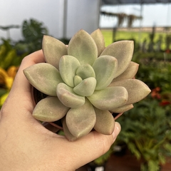 Pachyveria Rosy Crown pote 11 - comprar online