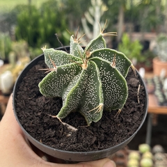 Astrophytum Ornatum pote 11 - comprar online