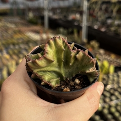 Euphorbia Láctea Cristata pote 06