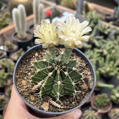 Gymnocalycium Mihanovichii pote 11 - Cactario JD