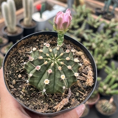 Gymnocalycium Mihanovichii pote 11 - loja online